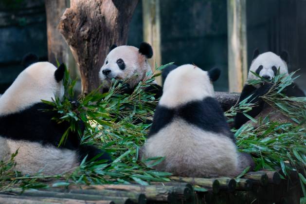 CHONGQING, CHINA - OCTOBER 29: Giant pandas eat bamboo at Chongqing Zoo on October 29, 2023 in Chongqing, China. Copyright: xVCGx 111461794971