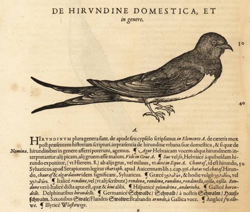 RECORD DATE NOT STATED House martin, Delichon urbicum House martin, Delichon urbicum. De Avibus, de Hirundine domestica, swallowe, Schwalbe, rondine, harondelle, hirondelle, golondrina, Hirundo urbica. Woodcut engraving after an illustration by Lucas Schan and Conrad Gessner from Conrad Gessner s Historiae Animalium, De avium natura, (Natural history of animals: birds), Frankfurt, Wechel for Cambier, 1585. Copyright: Copyrightx(c)Geminix2023.xCredit:xGemini 14010625