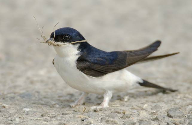 Huiszwaluw, Common House Martin, Delichon urbicum Huiszwaluw verzameld nestmateriaal; Common House Martin collecting nest material dordrecht dordtse biesbosch Zuid-holland Netherlands Copyright: xAgamix xHansxGebuisx