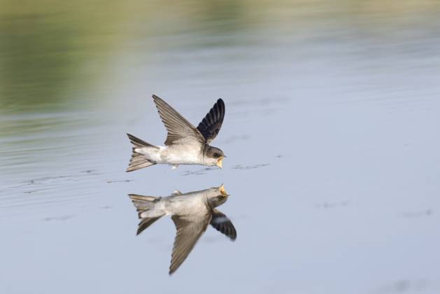 Common House Martin;Delichon urbicum Drinking and foraging juvenile Common House Martin (Delichon urbicum) on a very hot weather summer day, skimming water surface by flying fast and very low with its bill wide open. Surface of the water is very smooth and calm and creating a reflection and mirror image of the bird Landgraaf Eygelshoven Limburg Netherlands;Nederland Copyright: xAgamix xRanxScholsx