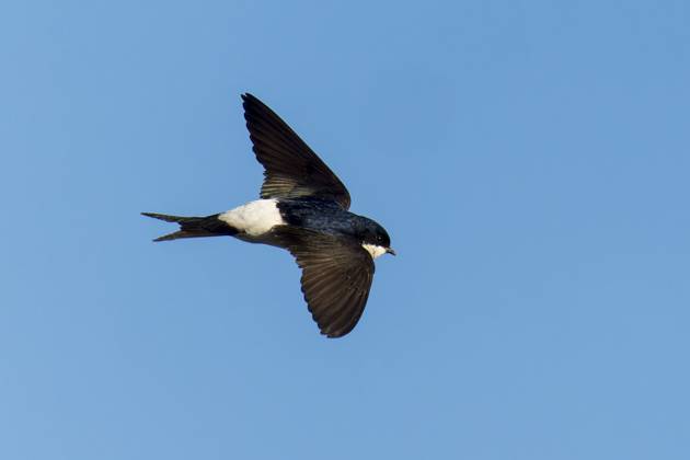 Vogel in Flugposition gegen blauen Himmel, Mehlschwalbe (Delichon urbicum, Syn.: Delichon urbica), wildlife, Deutschland, Europa Bird in flight position against blue sky, house martin (Delichon urbicum, Syn.: Delichon urbica), wildlife, Germany, Europe Copyright: imageBROKER RonaldxWittek ibxron13777619.jpg