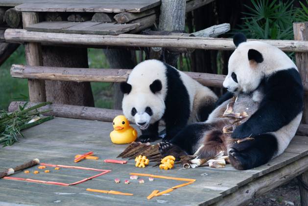 CHONGQING, CHINA - OCTOBER 01: Giant pandas Hao Qi and Qi Ying enjoy the special treats to celebrate the National Day at Chongqing Zoo on October 1, 2025 in Chongqing, China. Copyright: xVCGx 111594391813