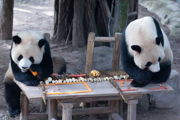 CHONGQING, CHINA - OCTOBER 01: Giant pandas Xingxing and Chenchen enjoy the special treats to celebrate the National Day at Chongqing Zoo on October 1, 2025 in Chongqing, China. Copyright: xVCGx 111594391838