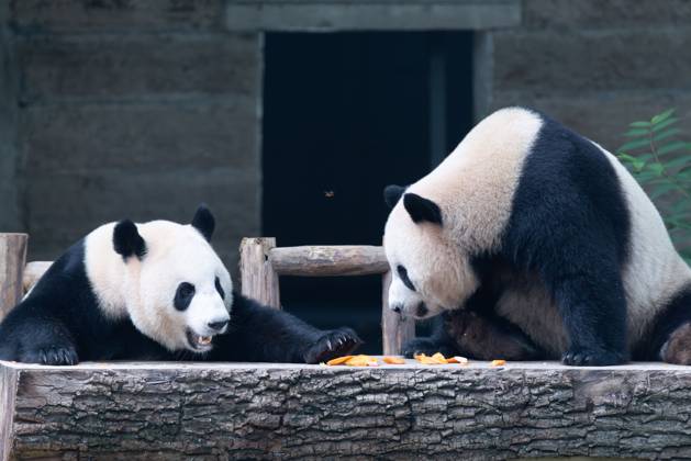 CHONGQING, CHINA - OCTOBER 01: Giant pandas Xi Xi and Qing Qing enjoy the special treats to celebrate the National Day at Chongqing Zoo on October 1, 2025 in Chongqing, China. Copyright: xVCGx 111594391818