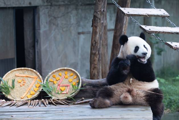 CHONGQING, CHINA - OCTOBER 02: Giant panda Mang Cancan enjoys the special treats to celebrate the National Day at Chongqing Zoo on October 2, 2025 in Chongqing, China. Copyright: xVCGx 111594638831