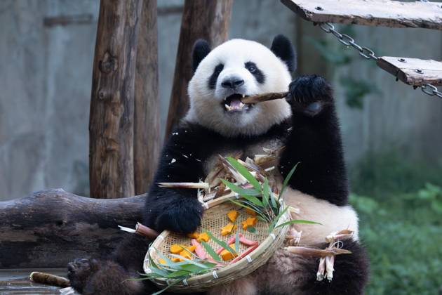 CHONGQING, CHINA - OCTOBER 02: Giant panda Mang Cancan enjoys the special treats to celebrate the National Day at Chongqing Zoo on October 2, 2025 in Chongqing, China. Copyright: xVCGx 111594638864