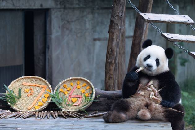 CHONGQING, CHINA - OCTOBER 02: Giant panda Mang Cancan enjoys the special treats to celebrate the National Day at Chongqing Zoo on October 2, 2025 in Chongqing, China. Copyright: xVCGx 111594638859