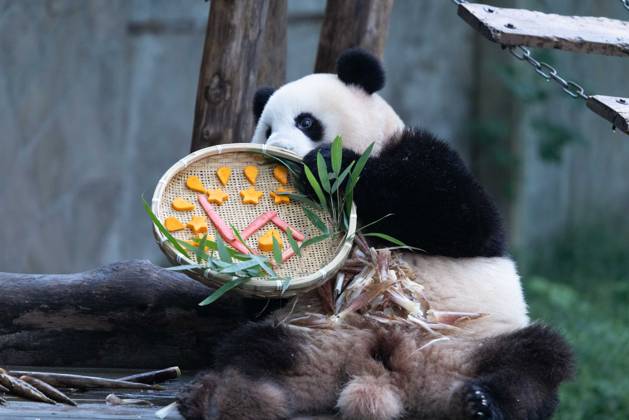 CHONGQING, CHINA - OCTOBER 02: Giant panda Mang Cancan enjoys the special treats to celebrate the National Day at Chongqing Zoo on October 2, 2025 in Chongqing, China. Copyright: xVCGx 111594638860