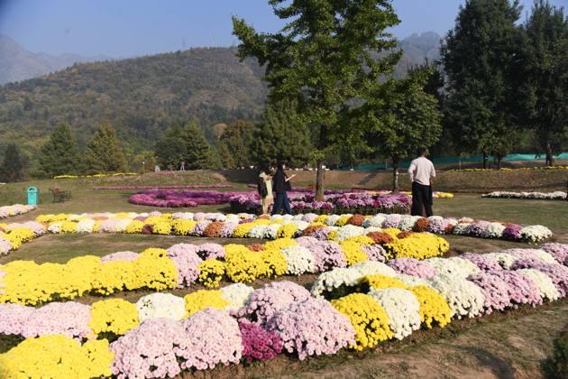 October 27, 2025, Srinagar, Jammu And Kashmir, India: People stroll through the newly opened Chrysanthemum Garden at the Botanical Garden in Srinagar. The Chrysanthemum Garden in Srinagar, showcasing hundreds of blooming varieties, has begun drawing visitors and nature lovers amid the autumn season. The government-backed initiative aims to revive tourism in the Himalayan region following the deadly Pahalgam attack that claimed 26 lives. The vibrant display adds renewed charm to the city s landscape and highlights ongoing efforts to promote eco-tourism in Jammu and Kashmir. Srinagar India - ZUMAz120 20251027_zip_z120_023 Copyright: xBasitxZargarx
