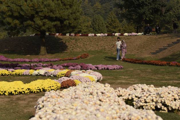 October 27, 2025, Srinagar, Jammu And Kashmir, India: People stroll through the newly opened Chrysanthemum Garden at the Botanical Garden in Srinagar. The Chrysanthemum Garden in Srinagar, showcasing hundreds of blooming varieties, has begun drawing visitors and nature lovers amid the autumn season. The government-backed initiative aims to revive tourism in the Himalayan region following the deadly Pahalgam attack that claimed 26 lives. The vibrant display adds renewed charm to the city s landscape and highlights ongoing efforts to promote eco-tourism in Jammu and Kashmir. Srinagar India - ZUMAz120 20251027_zip_z120_024 Copyright: xBasitxZargarx