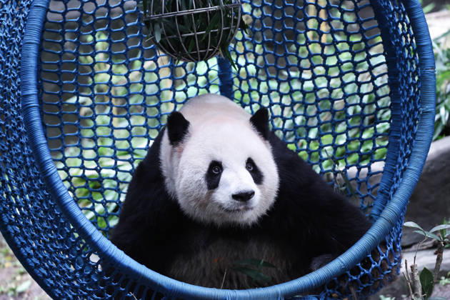 CHONGQING, CHINA - OCTOBER 05: Giant panda Yu Ke plays with a leak-proof ball in a cradle during the National Day holiday on October 5, 2026 in Chongqing, China. The Chongqing Zoo has prepared various enrichment activities for giant pandas to celebrate the holiday. Copyright: xVCGx 111671965461