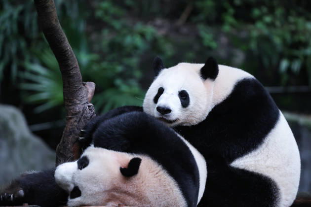 CHONGQING, CHINA - OCTOBER 05: Giant pandas Xi Xi and Qing Qing rest on a tree structure at Chongqing Zoo on October 5, 2026 in Chongqing, China. The pandas spent the National Day holiday interacting with enrichment items while visitors gathered to celebrate the occasion. Copyright: xVCGx 111671965462