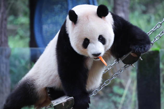 CHONGQING, CHINA - OCTOBER 05: Giant panda Mang Cancan eats fruit on a floating bridge during National Day holiday celebrations on October 5, 2026 in Chongqing, China. The Chongqing Zoo arranged special enrichment activities for the animals to mark the holiday. Copyright: xVCGx 111671965463