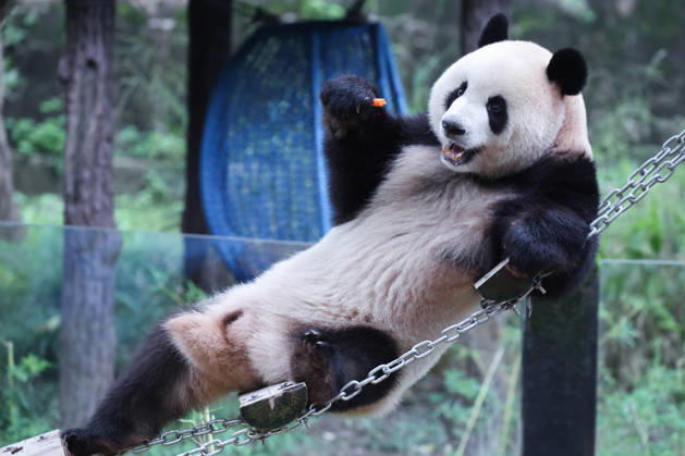 CHONGQING, CHINA - OCTOBER 05: Giant panda Mang Cancan eats fruit on a floating bridge during the National Day holiday on October 5, 2026 in Chongqing, China. The Chongqing Zoo has prepared enrichment activities including food puzzles for the animals to celebrate the holiday. Copyright: xVCGx 111671965464