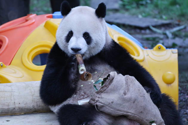 CHONGQING, CHINA - OCTOBER 05: Giant panda Mang Cancan enjoys food from a sack as part of enrichment activities during the National Day holiday on October 5, 2026 in Chongqing, China. The Chongqing Zoo arranged special treats and enrichment items for the giant pandas to celebrate the holiday. Copyright: xVCGx 111671965454