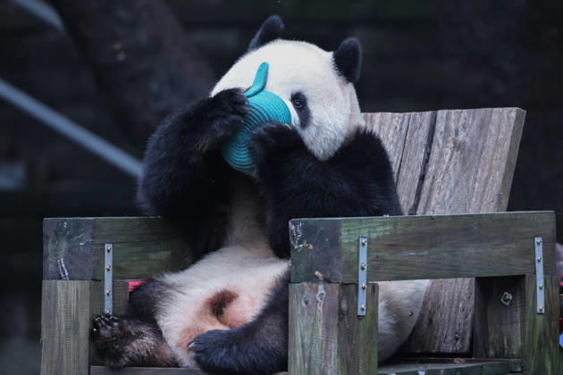 CHONGQING, CHINA - OCTOBER 05: Giant panda Mang Cancan eats fruit at Chongqing Zoo on October 5, 2026 in Chongqing, China. The zoo hosted special enrichment activities including food puzzles for the pandas during the National Day holiday. Copyright: xVCGx 111671965444