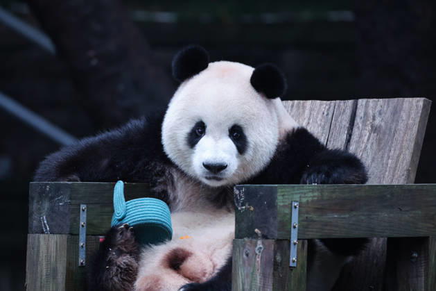 CHONGQING, CHINA - OCTOBER 05: Giant panda Mang Can Can eats fruit during the National Day holiday on October 5, 2026 in Chongqing, China. The Chongqing Zoo attracted numerous visitors during the holiday, where animals participated in enrichment activities. Copyright: xVCGx 111671965446