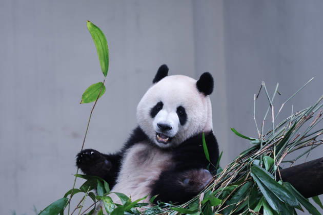 CHONGQING, CHINA - OCTOBER 05: Giant panda Mang Cancan eats bamboo during the National Day holiday on October 5, 2026 in Chongqing, China. The Chongqing Zoo attracted large crowds of visitors during the holiday period, where animals were provided with enrichment activities including food puzzles. Copyright: xVCGx 111671965449