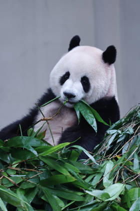 CHONGQING, CHINA - OCTOBER 05: Giant panda Mang Cancan eats bamboo at Chongqing Zoo on October 5, 2026 in Chongqing, China. The zoo attracted large crowds of visitors during the National Day holiday. Copyright: xVCGx 111671965450