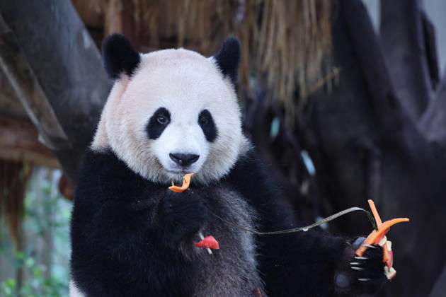 CHONGQING, CHINA - OCTOBER 05: Giant panda Mangzai plays with enrichment items designed to look like skewers at Chongqing Zoo on October 5, 2026 in Chongqing, China. The zoo arranged special activities for the giant pandas during the National Day holiday. Copyright: xVCGx 111671965451