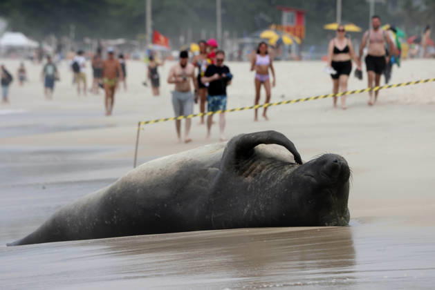 October 6, 2026, Rio De Janeiro, Rio De Janeiro, Brazil: A young southern elephant seal (Mirounga leonina) rests on Copacabana Beach in Rio de Janeiro, Brazil, on October 6, 2026. The unusual visitor has drawn attention along the coast in recent days after being seen in SoÂ£o Conrado, across Guanabara Bay in IcaraoÂ­, NiteroÂ³i, and now Copacabana. The young animal, which normally inhabits colder waters of the Southern Hemisphere, has attracted curious bathers and beachgoers at each stop. Experts advise people to observe the animal from a safe distance and not approach, touch, feed or attempt to return it to the water. One possibility raised by experts is that the seal traveled north from southern South America, potentially from the regi - ZUMAk251 20261006_znp_k251_010 Copyright: xBobxKarpx