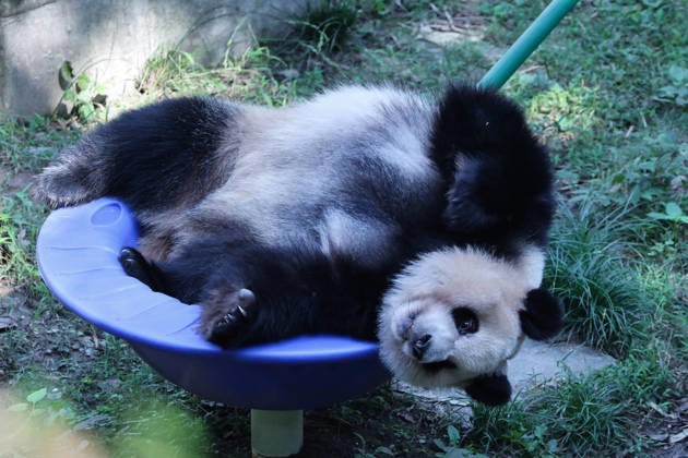 CHONGQING, CHINA - OCTOBER 06: Giant panda Qizhen plays in a rotating bowl at Chongqing Zoo on October 6, 2026 in Chongqing, China. The zoo arranged enrichment activities and special meals for giant pandas to celebrate the National Day holiday.  Copyright: xVCGx 111672455465