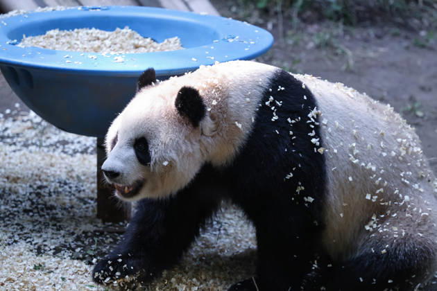 CHONGQING, CHINA - OCTOBER 06: Giant panda Yu Ke plays with wood shavings on October 6, 2026 in Chongqing, China. The zoo arranged enrichment activities and special meals for giant pandas to celebrate the National Day holiday. Copyright: xVCGx 111672455467