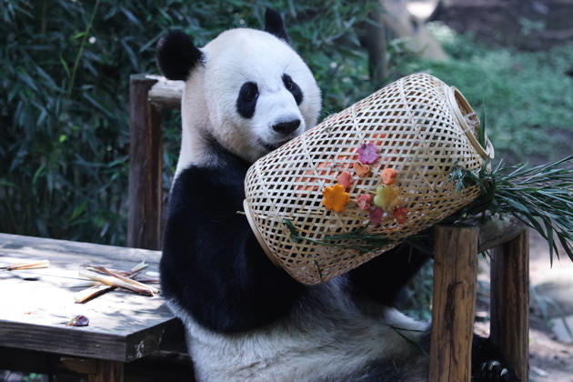 CHONGQING, CHINA - OCTOBER 06: Giant panda Xixi plays with a lantern enrichment item on October 6, 2026 in Chongqing, China. The zoo organized special activities including enrichment games and festive meals for the giant pandas to celebrate the National Day holiday. Copyright: xVCGx 111672455463