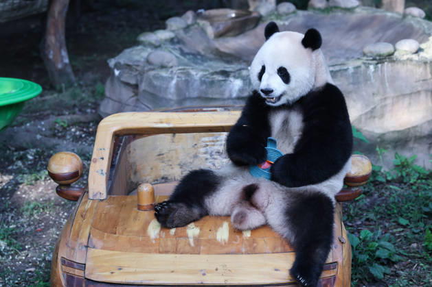 CHONGQING, CHINA - OCTOBER 07: Giant panda Mang Cancan eats fruit while sitting on a toy car at a zoo on October 7, 2026 in Chongqing, China. The zoo arranged enrichment activities and special meals for giant pandas to celebrate the National Day holiday. Copyright: xVCGx 111672455456