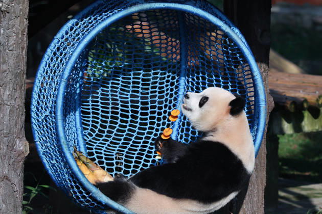CHONGQING, CHINA - OCTOBER 07: Giant panda Yu Ai sits in a crib at Chongqing Zoo on October 7, 2026 in Chongqing, China. During the National Day holiday, giant pandas at the zoo played and enjoyed special meals while citizens and tourists celebrated the festival together. Copyright: xVCGx 111672455457