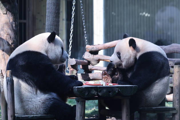 CHONGQING, CHINA - OCTOBER 07: Giant pandas Xing Xing and Chen Chen eat a meal at a table during National Day celebrations on October 7, 2026 in Chongqing, China. The pandas participated in enrichment activities and enjoyed a special feast to mark the holiday. Copyright: xVCGx 111672455460