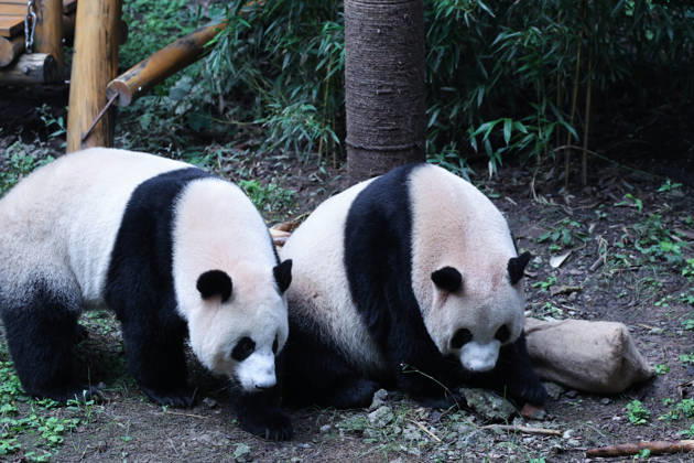 CHONGQING, CHINA - OCTOBER 06: Giant pandas Xi Xi and Qing Qing look for bamboo shoots in a sack on October 6, 2026 in Chongqing, China. The pandas played with enrichment items, rolled in snow piles and ate a special meal to celebrate the National Day holiday alongside citizens and tourists. Copyright: xVCGx 111672455453
