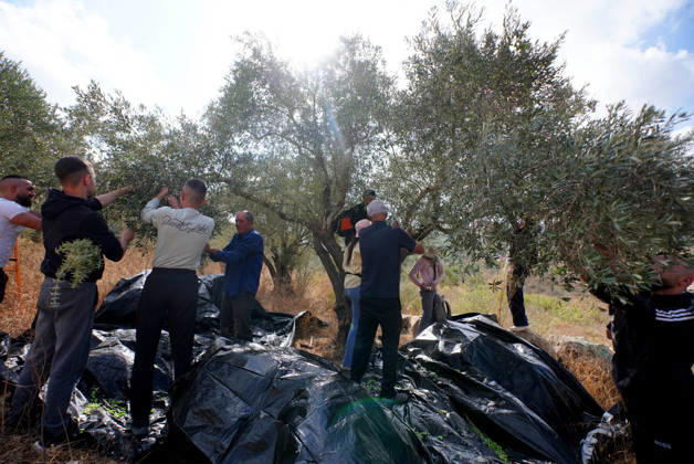 Clashes erupt between Israeli settlers and Palestinian farmers in West Bank RAMALLAH, WEST BANK - OCTOBER 9: Clashes break out between Israeli settlers, accompanied by Israeli soldiers, and Palestinian farmers harvesting olives in the town of Deir Ibzi, near Ramallah in West Bank, on October 9, 2026. The incident reportedly involved damage to olive crops and provocative actions by the settlers. Issam Rimawi Anadolu Ramallah West Bank. Editorial use only. Please get in touch for any other usage.  Copyright: x2026xAnadoluxIssamxRimawix