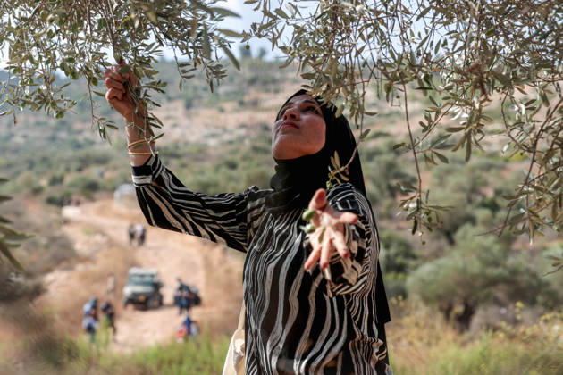 Clashes erupt between Israeli settlers and Palestinian farmers in West Bank RAMALLAH, WEST BANK - OCTOBER 9: Clashes break out between Israeli settlers, accompanied by Israeli soldiers, and Palestinian farmers harvesting olives in the town of Deir Ibzi, near Ramallah in West Bank, on October 9, 2026. The incident reportedly involved damage to olive crops and provocative actions by the settlers. Issam Rimawi Anadolu Ramallah West Bank. Editorial use only. Please get in touch for any other usage.  Copyright: x2026xAnadoluxIssamxRimawix