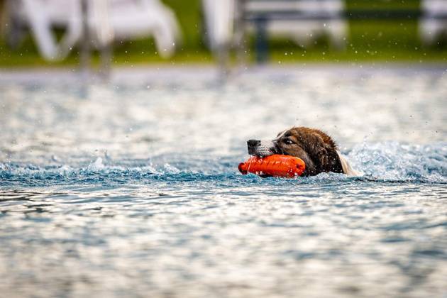 Hundeschwimmen im Südpool ** NUR FÜR REDAKTIONELLE ZWECKE ** EDITORIAL USE ONLY **<p>Hundeschwimmen im Südpool, am 10.10.2026,in HerneSüdpool Deutschland NRW Herne Copyright: SebastianxSternemann