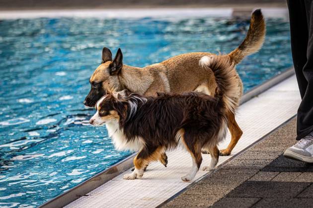 Hundeschwimmen im Südpool ** NUR FÜR REDAKTIONELLE ZWECKE ** EDITORIAL USE ONLY **<p>Hundeschwimmen im Südpool, am 10.10.2026,in HerneSüdpool Deutschland NRW Herne Copyright: SebastianxSternemann