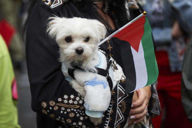 Pro-Palestine protests in Naples NAPLES, ITALY - OCTOBER 10: A woman holds a dog and a Palestinian flag as she takes part in a protest during the Global Day of Action for Palestine in defence of the Palestinian people, to call for an arms embargo and sanctions against Israel in Naples, on October 10, 2026. Eliano Imperato Anadolu Naples Italy. Editorial use only. Please get in touch for any other usage.  Copyright: x2026xAnadoluxElianoxImperatox