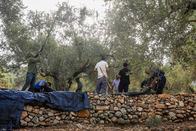 October 10, 2026, Ramallah: DEIR ABU MASHÃ¢â‚¬â ¢AL, PALESTINE Ã¢â‚¬ OCTOBER 10, 2026: Palestinian farmers came under attack by Israeli settlers and Israeli forces as they headed to harvest olives on their land in Deir Abu MashÃ¢â‚¬â ¢al, northwest of Ramallah. The event marked the villageÃ¢â‚¬â ¢s first olive harvest gathering of the new season. The Palestine Red Crescent Society reported that its teams treated nine people injured during the incident. The injuries included one caused by live ammunition to the thigh, two caused by rubber-coated metal bullets, and six resulting from physical assault. One of those struck by a rubber-coated metal bullet was photojournalist Issam Al-Rimawi. The incident occurred during the annual olive harve  - ZUMAq101 20261010_zna_q101_053 Copyright: xSalmanxMohsenxAlkhatibx