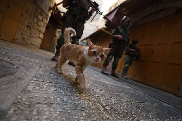 Israeli settlers enter Hebron Old City under military protection HEBRON, OCCUPIED WEST BANK, OCTOBER 10, 2026: Israeli settlers enter Hebron s Old City under the protection of Israeli forces during an organized visit to the area. Israeli soldiers deployed along streets and around the group as settlers moved through the Old City, where Israeli settlers and Palestinian residents live in close proximity amid longstanding tensions and movement restrictions. HEBRON Palestine, State of Copyright: x xMosabxshawerx xJNAxPressx