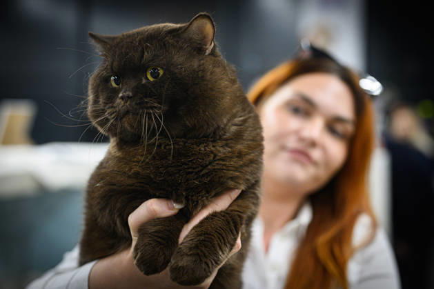 2026 WCF Jubilee Cat Show - Day 1 Owner holds her cat during the day one of 2026 WCF Jubilee Cat Show in Zagreb, Croatia on October 10, 2026. DavorxPuklavec PIXSELL