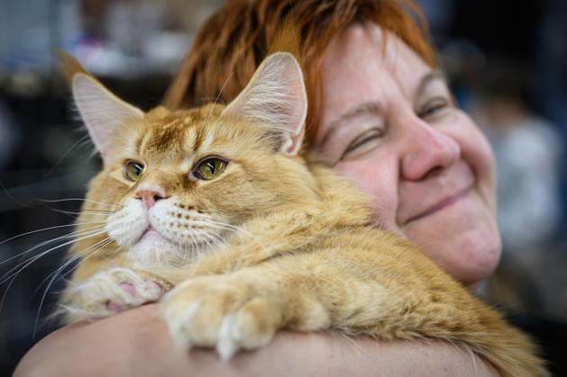 2026 WCF Jubilee Cat Show - Day 1 Owner holds her cat during the day one of 2026 WCF Jubilee Cat Show in Zagreb, Croatia on October 10, 2026.  DavorxPuklavec PIXSELL