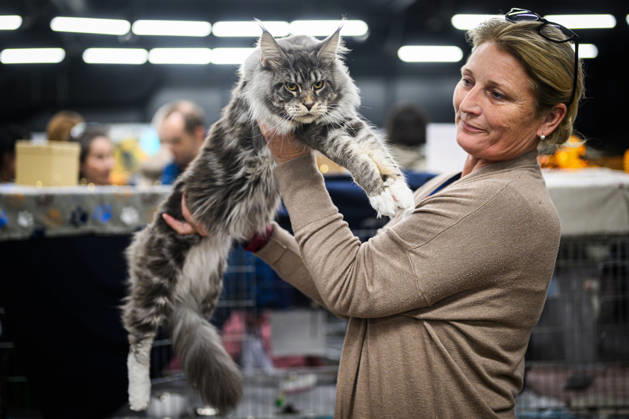 2026 WCF Jubilee Cat Show - Day 1 Owner holds her cat during the day one of 2026 WCF Jubilee Cat Show in Zagreb, Croatia on October 10, 2026.  DavorxPuklavec PIXSELL