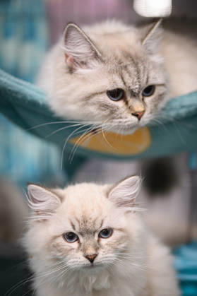 2026 WCF Jubilee Cat Show - Day 1 Cat is seen during the day one of 2026 WCF Jubilee Cat Show in Zagreb, Croatia on October 10, 2026. DavorxPuklavec PIXSELL