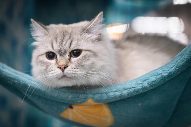 2026 WCF Jubilee Cat Show - Day 1 Cat is seen during the day one of 2026 WCF Jubilee Cat Show in Zagreb, Croatia on October 10, 2026. DavorxPuklavec PIXSELL