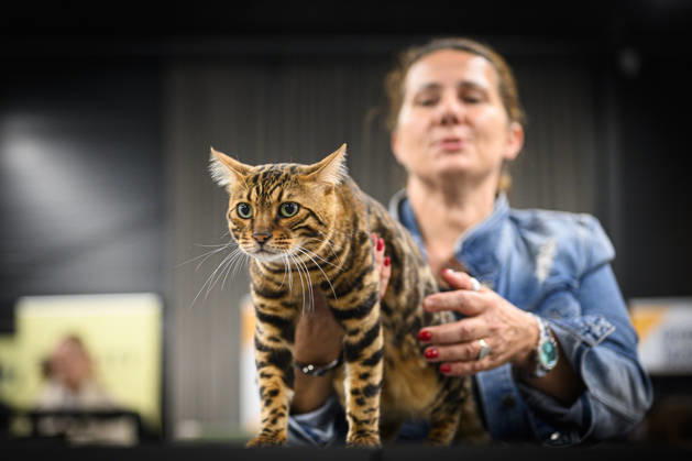 2026 WCF Jubilee Cat Show - Day 1 Owner holds her cat during the day one of 2026 WCF Jubilee Cat Show in Zagreb, Croatia on October 10, 2026.  DavorxPuklavec PIXSELL
