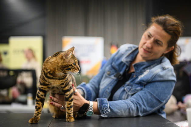 2026 WCF Jubilee Cat Show - Day 1 Owner holds her cat during the day one of 2026 WCF Jubilee Cat Show in Zagreb, Croatia on October 10, 2026. DavorxPuklavec PIXSELL