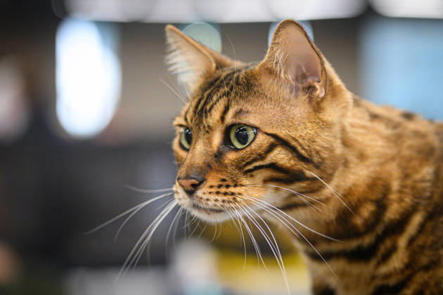 2026 WCF Jubilee Cat Show - Day 1 Cat is seen during the day one of 2026 WCF Jubilee Cat Show in Zagreb, Croatia on October 10, 2026.  DavorxPuklavec PIXSELL