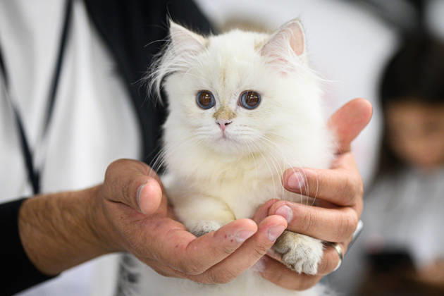 2026 WCF Jubilee Cat Show - Day 1 Owner holds her cat during the day one of 2026 WCF Jubilee Cat Show in Zagreb, Croatia on October 10, 2026.  DavorxPuklavec PIXSELL