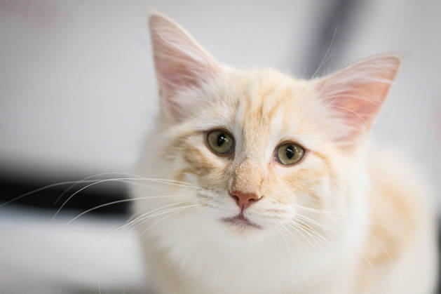 2026 WCF Jubilee Cat Show - Day 1 Cat is seen during the day one of 2026 WCF Jubilee Cat Show in Zagreb, Croatia on October 10, 2026.  DavorxPuklavec PIXSELL
