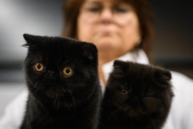2026 WCF Jubilee Cat Show - Day 1 Cat is seen during the day one of 2026 WCF Jubilee Cat Show in Zagreb, Croatia on October 10, 2026. DavorxPuklavec PIXSELL